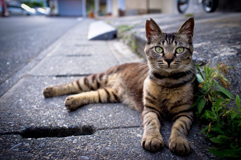 Фотография: Непростая жизнь Мишки — единственной в мире кошки-уголовницы №4 - BigPicture.ru