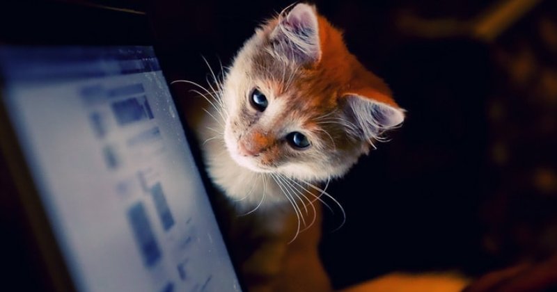 На страже пользовательского контента: непростые будни модераторов «ВКонтакте»