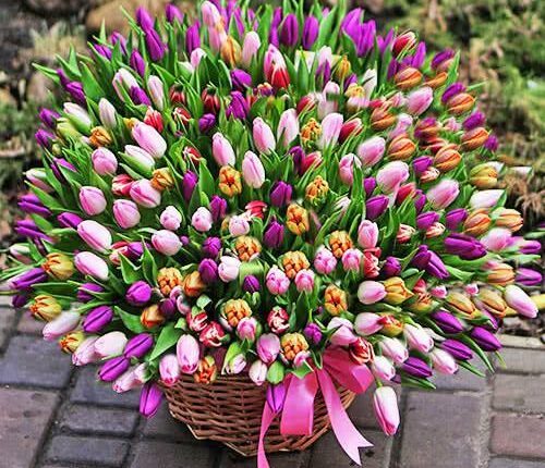 Цветы весны: выбираем букеты тюльпанов, ирисов, фрезий …