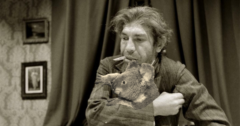 В Австралии планируют умертвить два миллиона кошек. И это не фейк