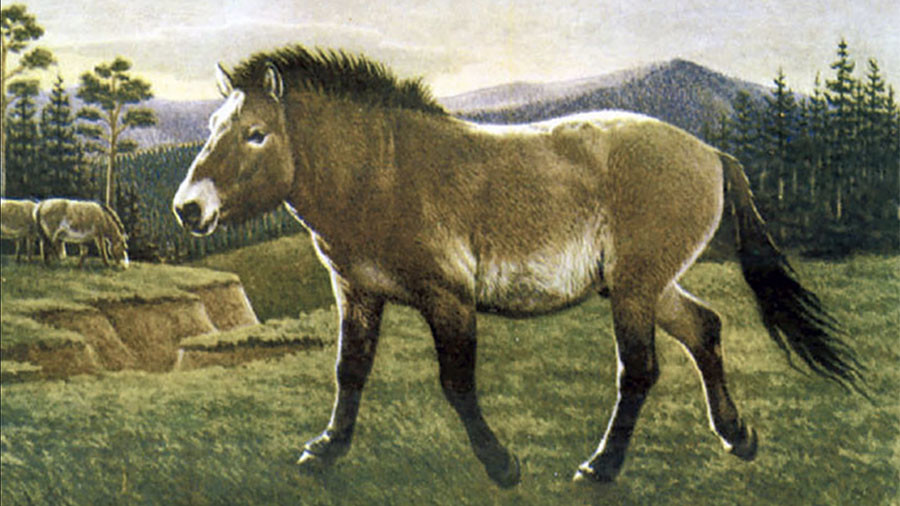 Фотография: Ученые из России и Кореи планируют клонировать доисторическую лошадь №6 - BigPicture.ru