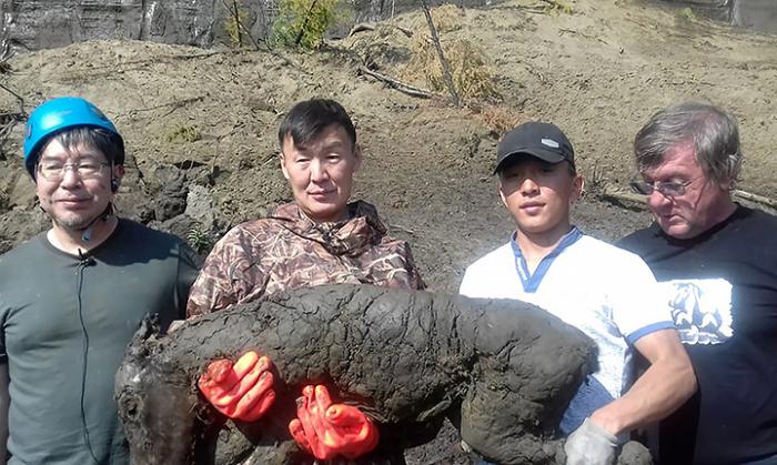 Фотография: Ученые из России и Кореи планируют клонировать доисторическую лошадь №3 - BigPicture.ru