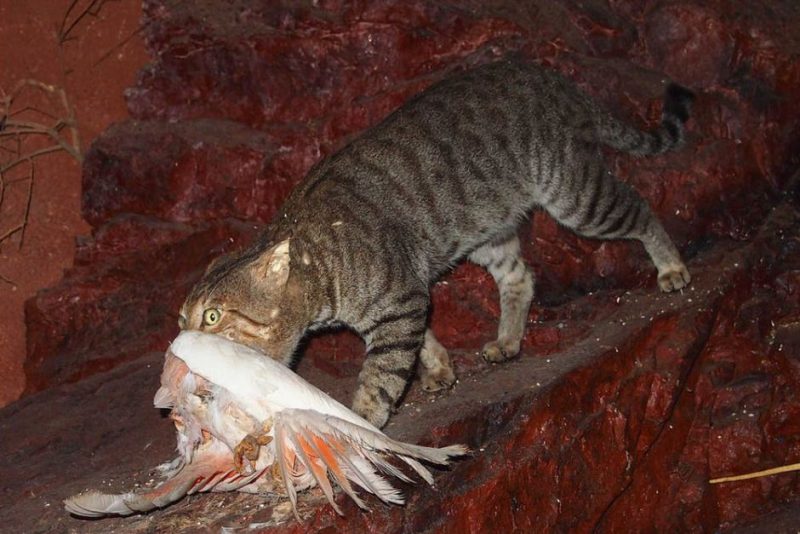 Фотография: В Австралии планируют умертвить два миллиона кошек. И это не фейк №2 - BigPicture.ru