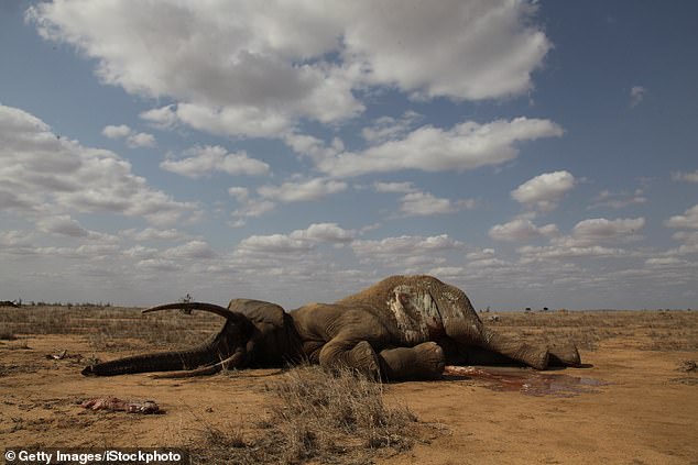 Фотография: Охотник, который убил 5000 слонов и сотни других африканских животных, не раскаивается в содеянном №4 - BigPicture.ru