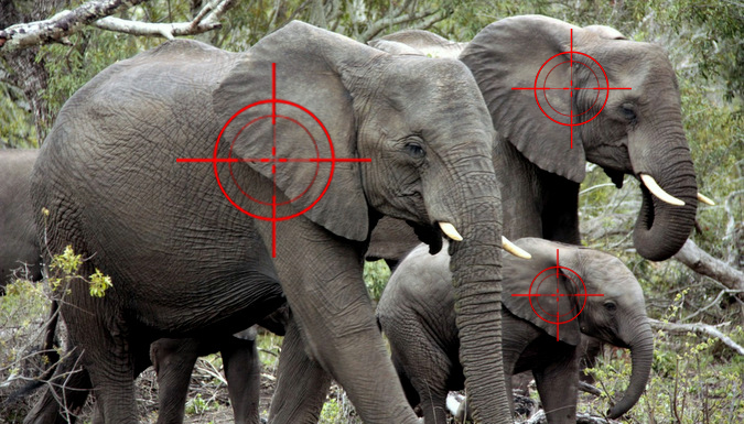 Фотография: Охотник, который убил 5000 слонов и сотни других африканских животных, не раскаивается в содеянном №2 - BigPicture.ru
