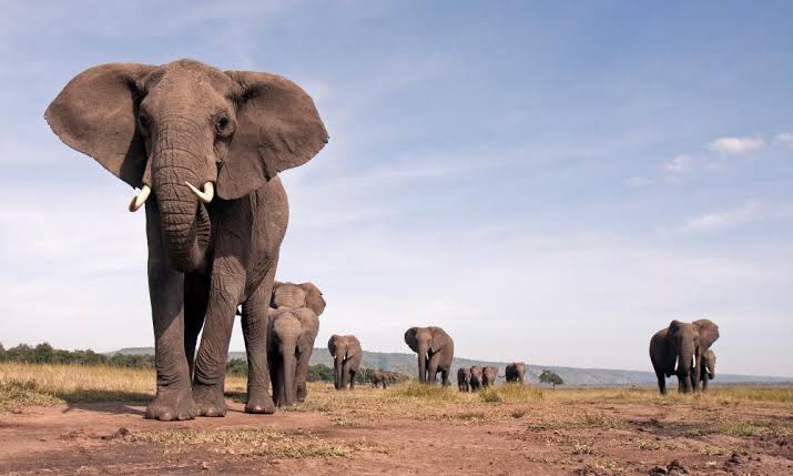 Фотография: Охотник, который убил 5000 слонов и сотни других африканских животных, не раскаивается в содеянном №8 - BigPicture.ru