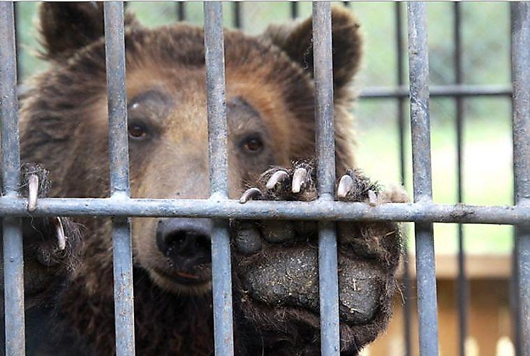 Фотография: За что медведица Катерина отбывает пожизненное в казахстанской колонии №1 - BigPicture.ru