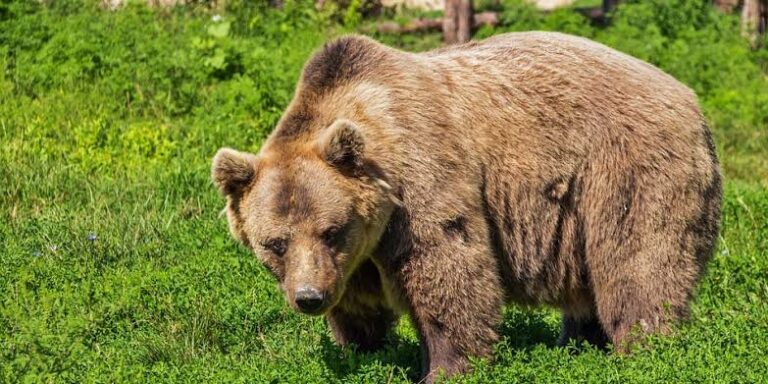 Как выглядит большая медведица в разные времена года на небе фото