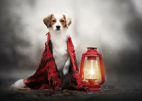 Изобретатель из Британии создал уличный фонарь, который работает на собачьих какашках