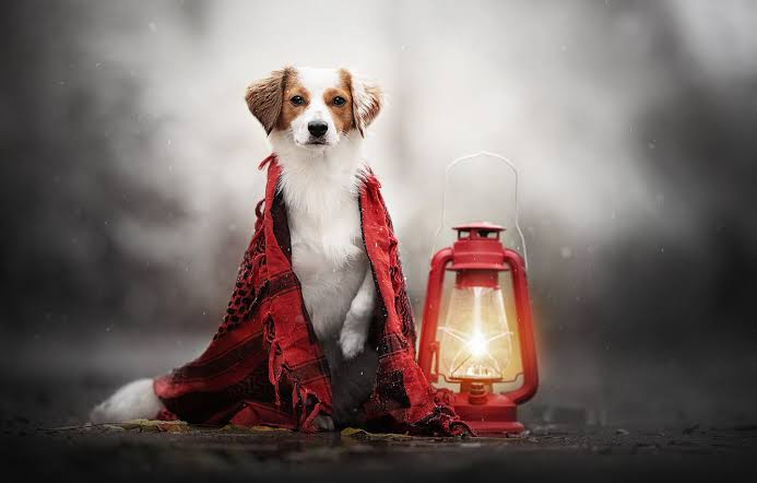 Фотография: Изобретатель из Британии создал уличный фонарь, который работает на собачьих какашках №1 - BigPicture.ru