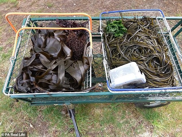 Фотография: Стейк из белки и спагетти из водорослей: собиратели из Шотландии едят все, что находят возле своего дома №4 - BigPicture.ru