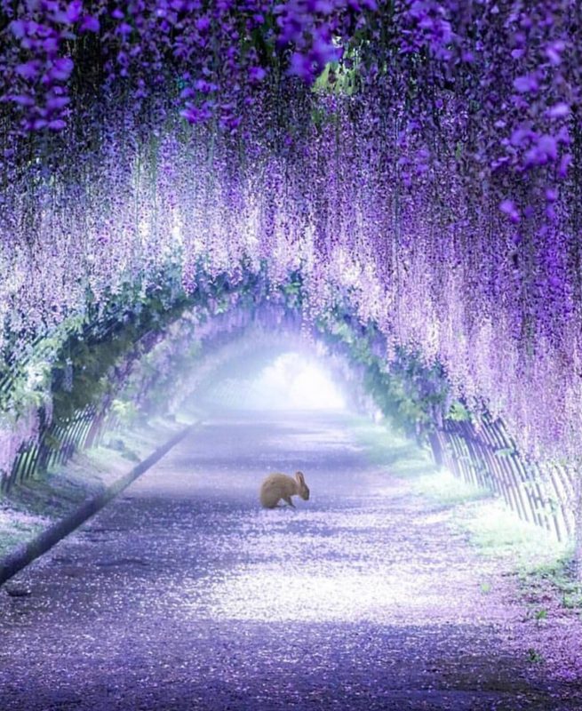 Фотография: Красиво, как в сказке: завораживающие туннели из глицинии в Японии №4 - BigPicture.ru
