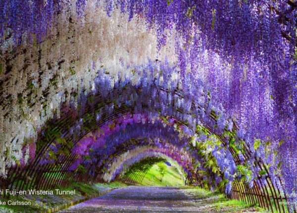Красиво, как в сказке: завораживающие туннели из глицинии в Японии