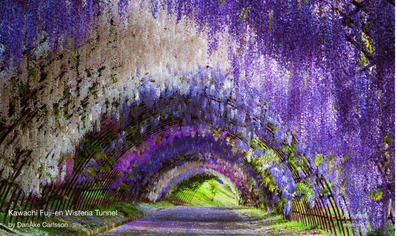 Фотография: Красиво, как в сказке: завораживающие туннели из глицинии в Японии №10 - BigPicture.ru