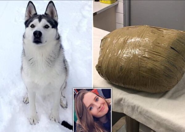 Жуткий сюрприз: девушка вернулась и обнаружила любимую собаку мертвой и обмотанной скотчем