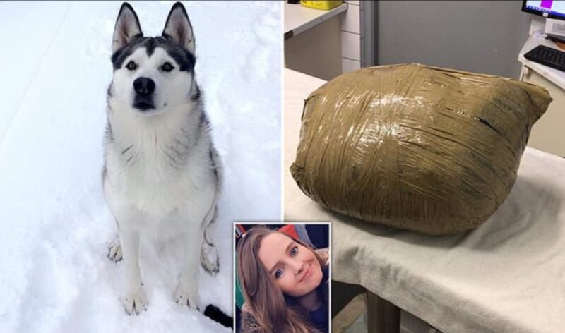 Фотография: Жуткий сюрприз: девушка вернулась и обнаружила любимую собаку мертвой и обмотанной скотчем №1 - BigPicture.ru