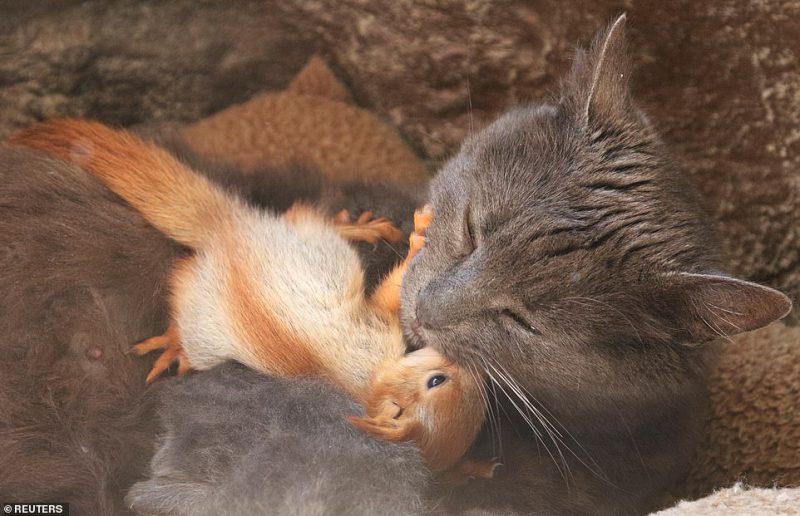 Фотография: Крымская кошка Пуша приняла на воспитание четырех бельчат №2 - BigPicture.ru