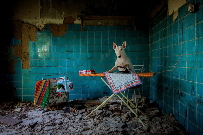 Фотография: Бультерьер путешествует с хозяйкой и позирует в заброшенных зданиях №13 - BigPicture.ru