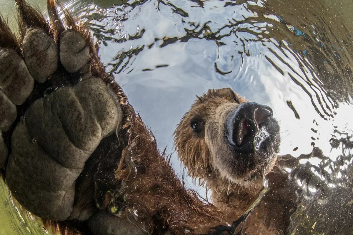 Фотография: Премьера форума союза фотографов дикой природы — Nature Photo Talks №10 - BigPicture.ru