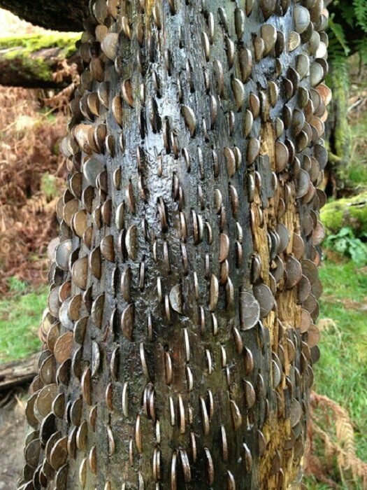 Фотография: 15 монетных деревьев, или Кошмарные сны нумизматов №2 - BigPicture.ru