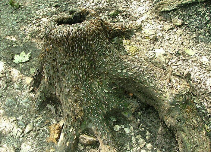 Фотография: 15 монетных деревьев, или Кошмарные сны нумизматов №6 - BigPicture.ru