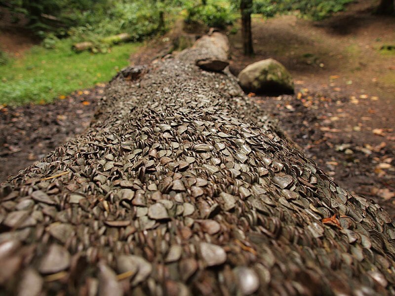 Фотография: 15 монетных деревьев, или Кошмарные сны нумизматов №11 - BigPicture.ru