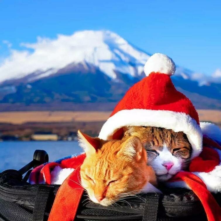 Фотография: Дайкичи и Фуку-Чан — кошки, которые путешествуют вместе со своим хозяином №5 - BigPicture.ru