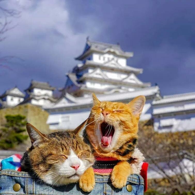 Фотография: Дайкичи и Фуку-Чан — кошки, которые путешествуют вместе со своим хозяином №9 - BigPicture.ru