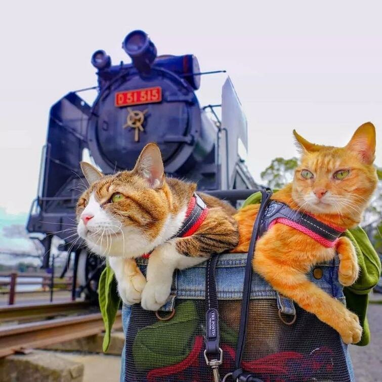 Фотография: Дайкичи и Фуку-Чан — кошки, которые путешествуют вместе со своим хозяином №17 - BigPicture.ru