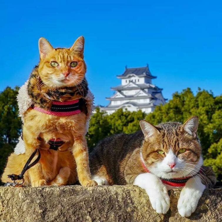 Фотография: Дайкичи и Фуку-Чан — кошки, которые путешествуют вместе со своим хозяином №21 - BigPicture.ru
