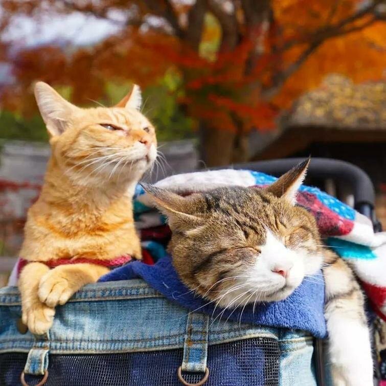 Фотография: Дайкичи и Фуку-Чан — кошки, которые путешествуют вместе со своим хозяином №25 - BigPicture.ru