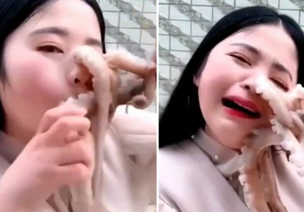 Никогда не сдавайся: осьминог напал на китайского блогера при попытке съесть его живьем