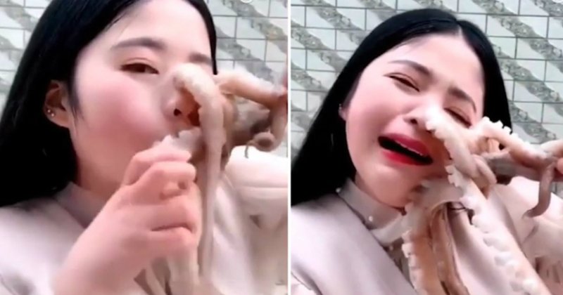 Никогда не сдавайся: осьминог напал на китайского блогера при попытке съесть его живьем зверушки,живность,питомцы,Животные