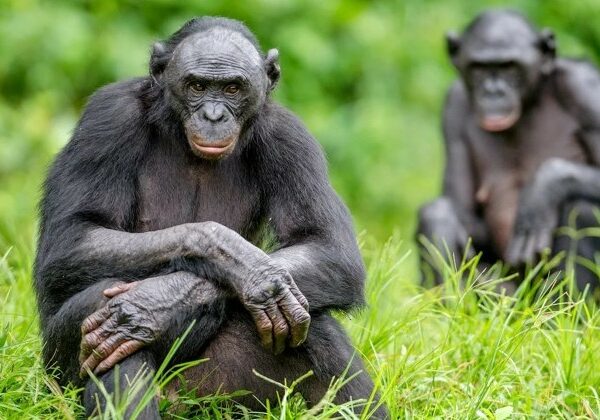 Гиперопека по-обезьяньи: все не как у людей