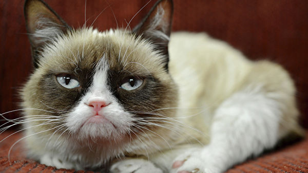 Фотография: Умерла любимица миллионов - кошка Грампи №4 - BigPicture.ru