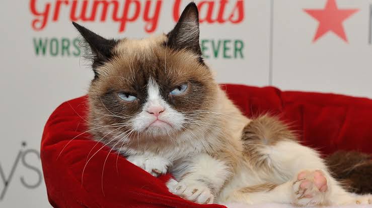 Фотография: Умерла любимица миллионов - кошка Грампи №1 - BigPicture.ru