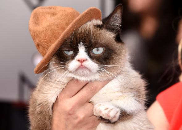 Фотография: Умерла любимица миллионов - кошка Грампи №3 - BigPicture.ru