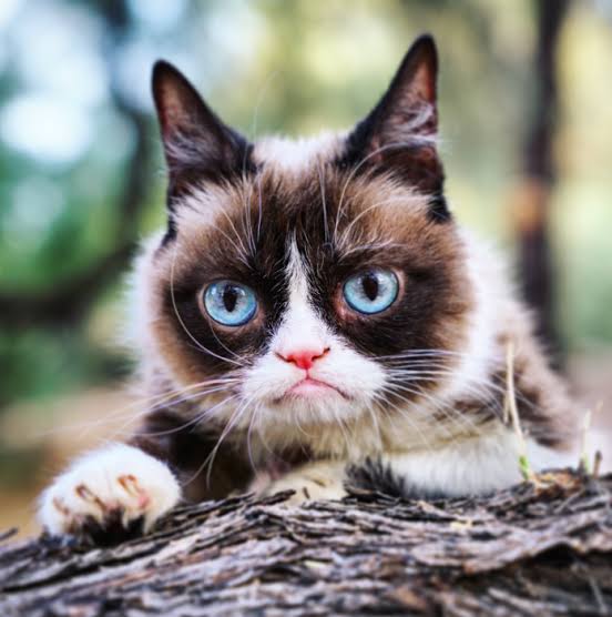 Фотография: Умерла любимица миллионов - кошка Грампи №5 - BigPicture.ru