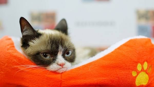 Фотография: Умерла любимица миллионов - кошка Грампи №7 - BigPicture.ru