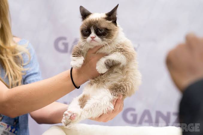Фотография: Умерла любимица миллионов - кошка Грампи №6 - BigPicture.ru