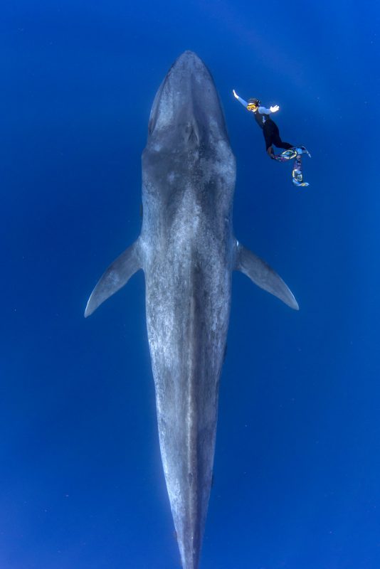 Фотография: Великан и Гулливер: потрясающая прогулка тайского дайвера и 30-метрового синего кита №2 - BigPicture.ru