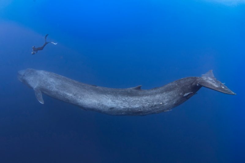Фотография: Великан и Гулливер: потрясающая прогулка тайского дайвера и 30-метрового синего кита №3 - BigPicture.ru