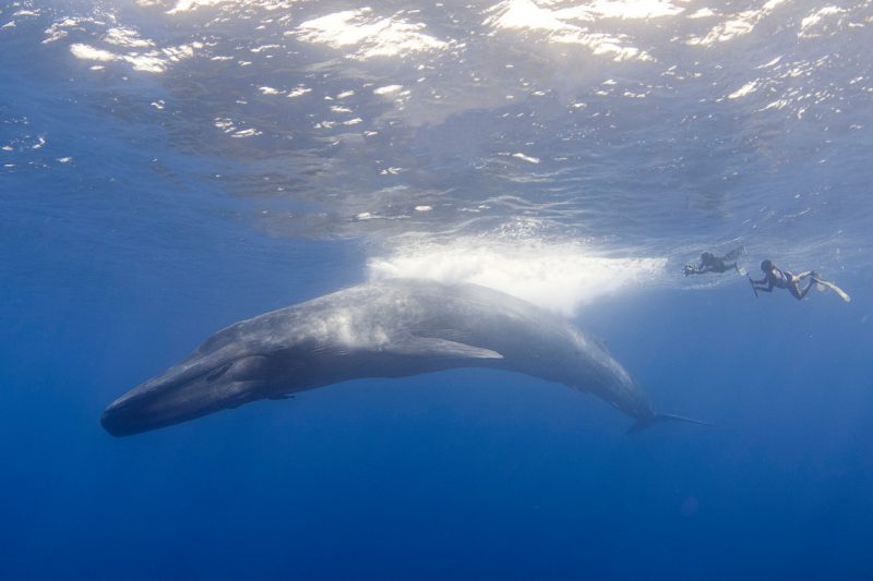 Фотография: Великан и Гулливер: потрясающая прогулка тайского дайвера и 30-метрового синего кита №4 - BigPicture.ru
