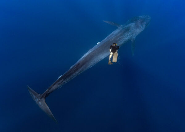 Великан и Гулливер: потрясающая прогулка тайского дайвера и 30-метрового синего кита