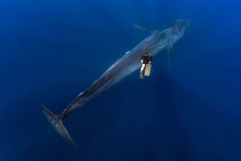 Фотография: Великан и Гулливер: потрясающая прогулка тайского дайвера и 30-метрового синего кита №1 - BigPicture.ru