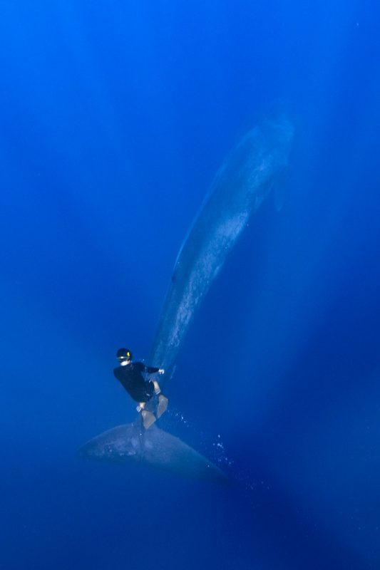 Фотография: Великан и Гулливер: потрясающая прогулка тайского дайвера и 30-метрового синего кита №6 - BigPicture.ru