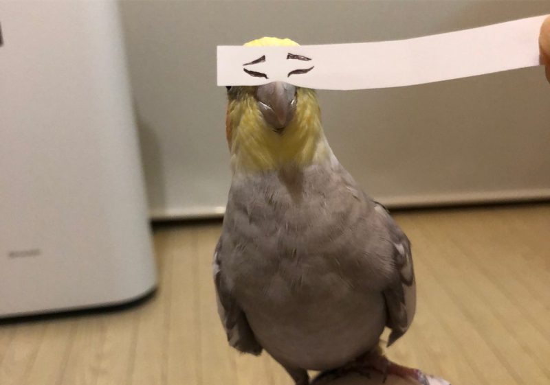 Фотография: Строим глазки! Бумажная полоска поднимает настроение попугаю и его хозяевам №7 - BigPicture.ru