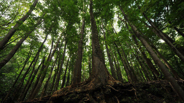 Фотография: Диплом за саженцы: на Филиппинах выпускники обязаны посадить 10 деревьев №5 - BigPicture.ru