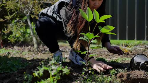 Фотография: Диплом за саженцы: на Филиппинах выпускники обязаны посадить 10 деревьев №6 - BigPicture.ru