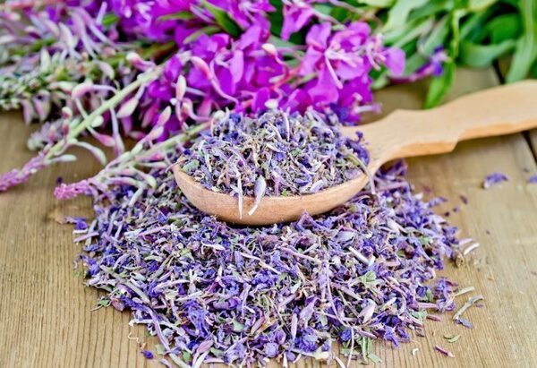 Иван чай: уникальный и полезный фитонапиток